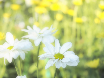 春天 太阳 阳光 夏天 美丽的 环境 花瓣 黛西 甘菊 日出