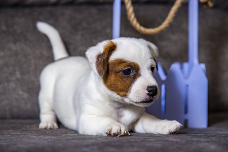 幼犬 乐趣 有趣的 可爱极了 拉塞尔 犬科动物 宠物 面对