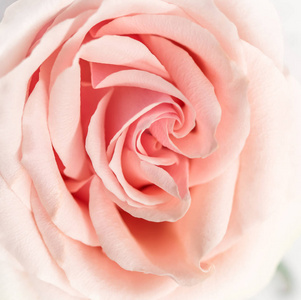 Soft focus, abstract floral background, pink rose flower. Macro 