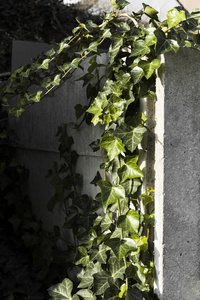 绿叶爬上混凝土墙