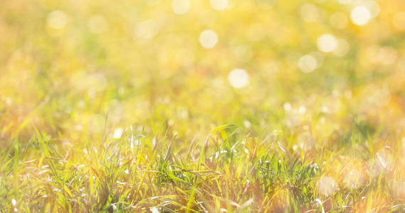 Bright green natural grass in the sunlight. 