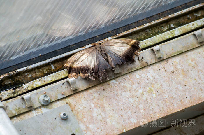 窗户上的死蝴蝶
