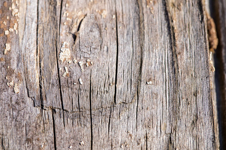 自然 纹理 木板 地板 硬木 特写镜头 面板 木材 材料