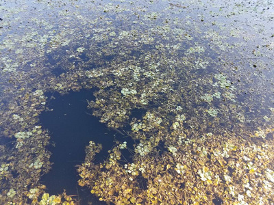 绿叶漂浮在死水中的植物图片