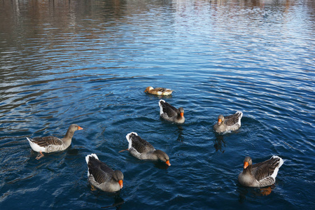 美丽的 游泳 鸭子 风景 野生动物 公园 家庭 自然 动物