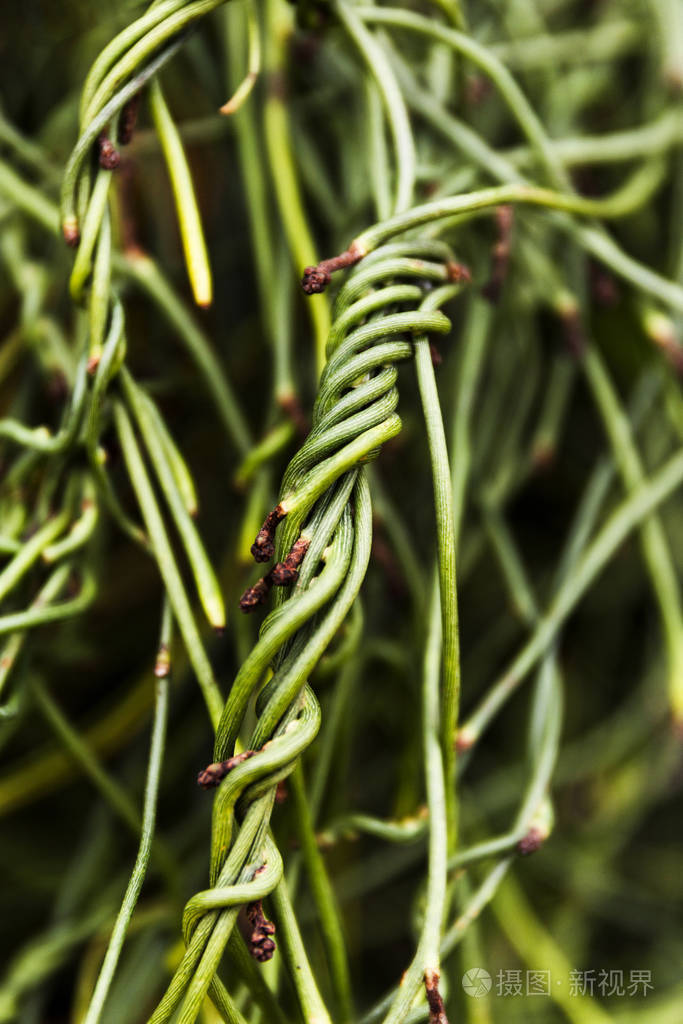 扭曲纠结的绿色藤蔓缠绕着自己