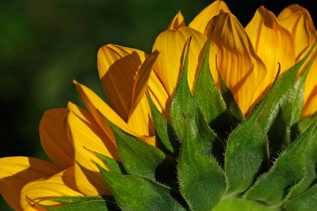 花瓣 特写镜头 向日葵 植物区系 花的 颜色 花园 开花
