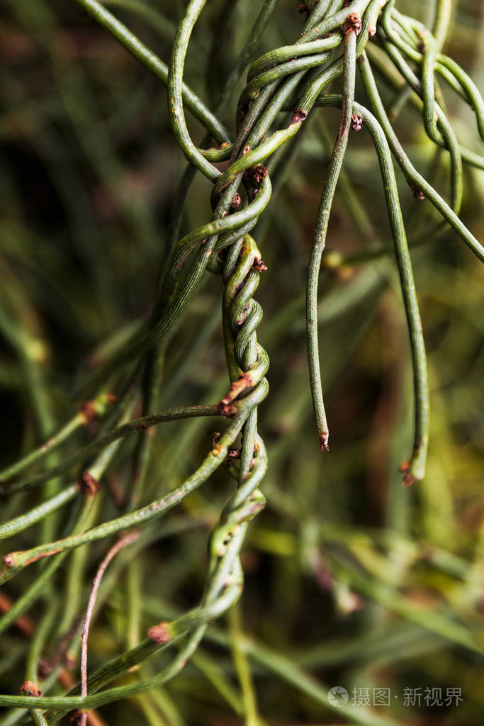 缠绕在树旁的小藤蔓