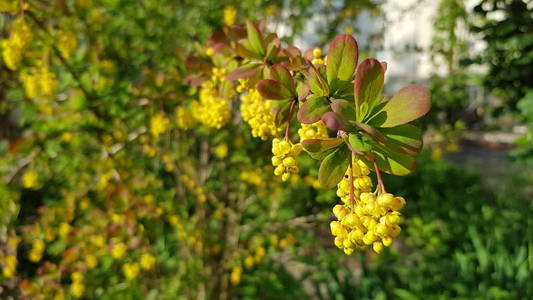 盛开 颜色 花的 花粉 植物区系 领域 公园 特写镜头 季节