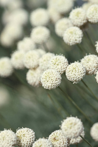 精致的白色栀子花特写图片