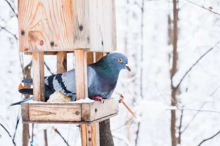 冬天寒冷的森林里有雪的鸟舍和鸽子鸟
