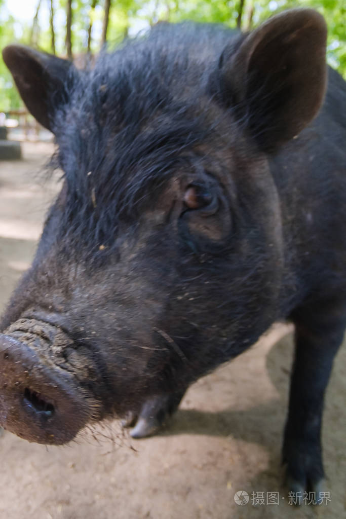 农场里的猪哺乳动物的鼻子家畜场