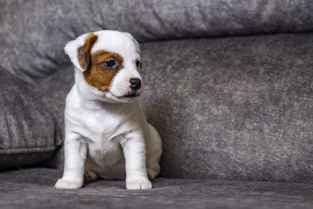 可爱的 面对 动物 行动 拉塞尔 幼犬 有趣的 犬科动物