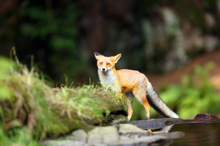 食肉动物 少年 英国 自然 夏天 环境 打猎 美丽的 森林