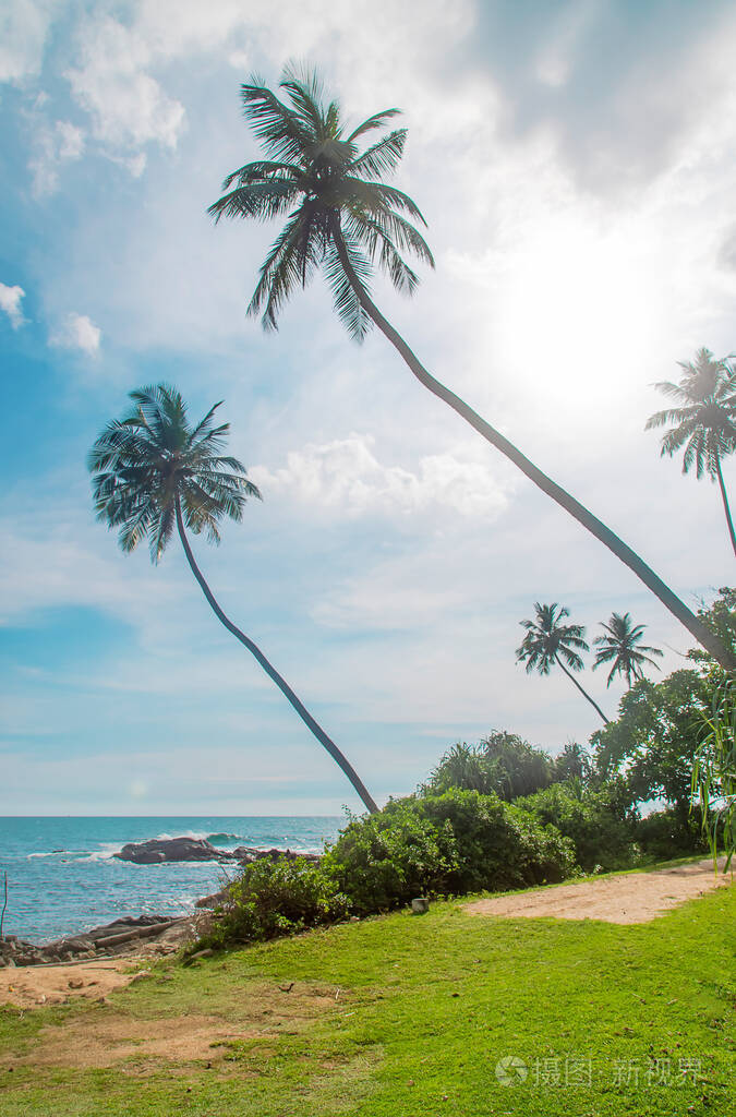 岛上的椰子树选择性聚焦