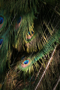 季节 羽毛 动物群 镜像 翅膀 自然 勃兰登堡 动物 自由