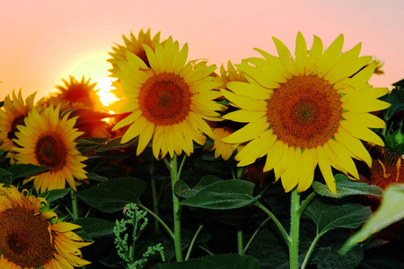 繁荣的 植物 闪耀 自然 日落 夏季 开花 夏天 向日葵