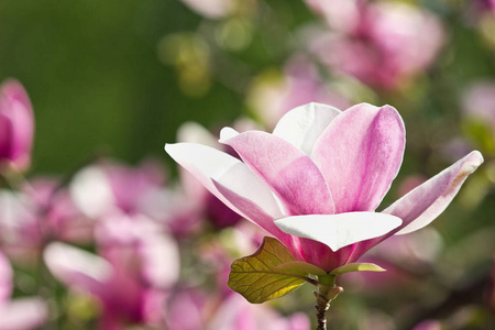 花序 植物区系 开花 花瓣 粉红色 植物学 花园 分支 自然
