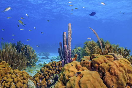 加勒比海珊瑚园