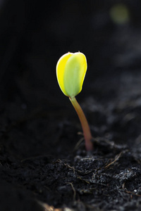 捧起希望树苗树苗从种子中发芽.照片