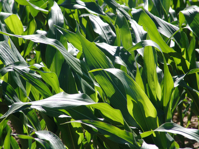 农场 草地 玉米地 小麦 玉米 收割 土地 国家 自然 生长