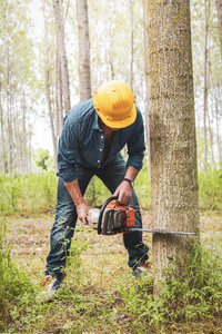 有经验的伐木工人正在用电锯砍树照片