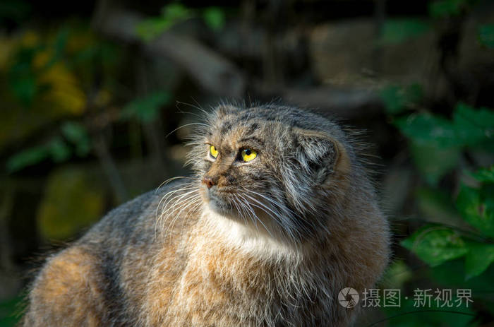 帕拉斯猫耳蜗曼努尔