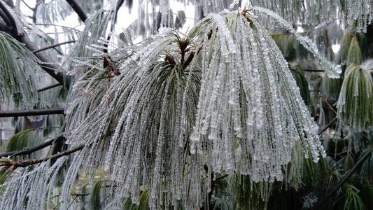 美丽的白霜松针。常绿植物的冰冻枝条。树木在严寒的霜冻中冻僵了。由于高湿度而形成的冰晶。