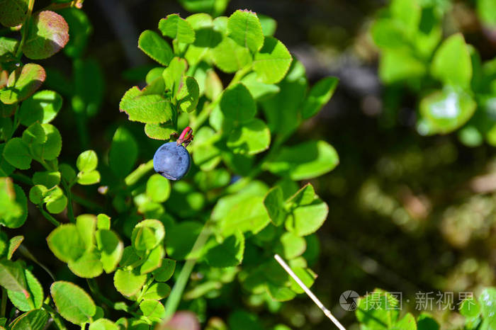 蓝莓浆果特写树林里一根树枝上的蓝莓浆果复制空间