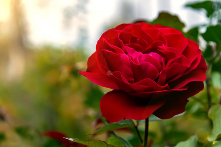 礼物 玫瑰 浪漫 花粉 植物 树叶 花束 美丽的 自然 浪漫的