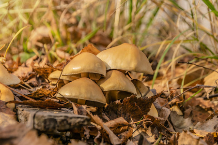 夏天 蘑菇 森林 食物 美丽的 季节 纹理 木材 树桩 树叶