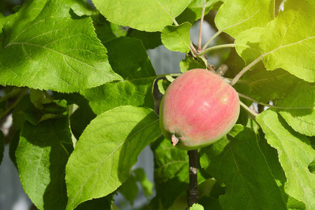 果实未成熟的果树.自然背景复印空间照片