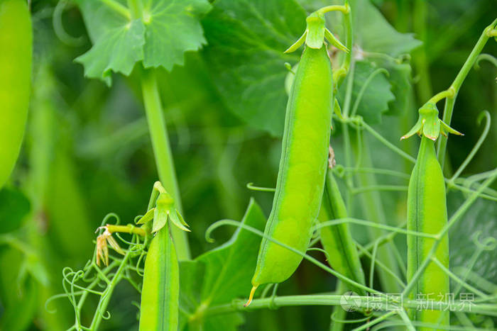 绿豆豆荚在绿色模糊的背景上