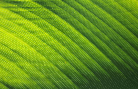 香蕉 生活 植物 夏天 颜色 自然 春天 生态学 树叶 特写镜头