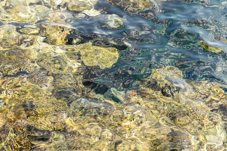 绿松石 自然 暗礁 活动 底部 游泳 夏天 女人 珊瑚 水肺