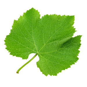 Grape leaf isolated on white. Full depth of field. 