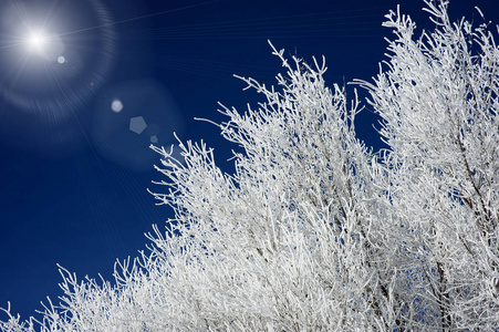 Beautiful view of the branches of some trees frozen by the cold 