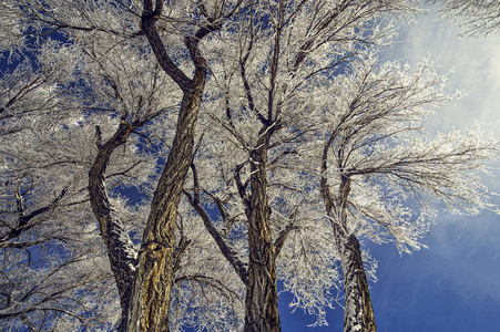 Beautiful view of the branches of some trees frozen by the cold 