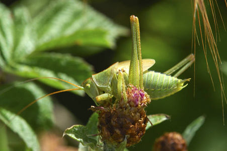 动物群 动物 环境 昆虫 自然 柳树 特写镜头 草地 天线