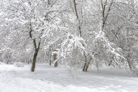 俄罗斯莫斯科的冬季景观。雪地公园或森林