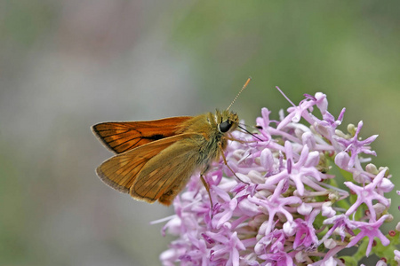 自然 翅膀 夏天 特写镜头 花的 草地 紫色 颜色 蝴蝶
