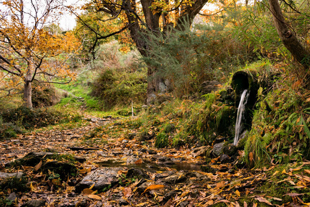 自然 植物 徒步旅行 风景 秋天 格拉纳达 瀑布 分支 树叶