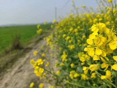 空旷农田芥末油图片