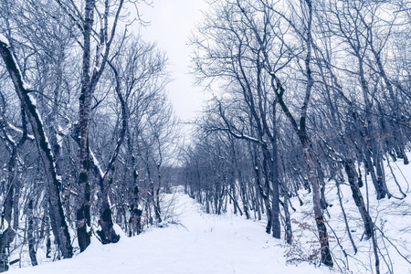冬天的森林，白雪覆盖的光秃秃的树