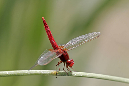番红花 缺陷 美丽的 特写镜头 蜻蜓 赤藓 昆虫 颜色 动物