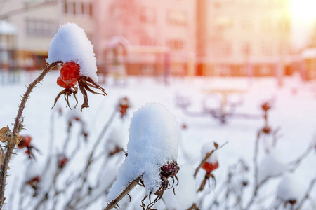 雪地里的红玫瑰果在浅背景上。