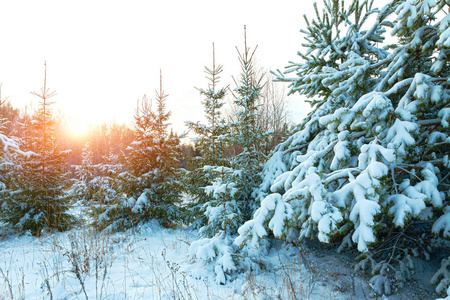 日落时的冬季景色。雪地里的圣诞树。