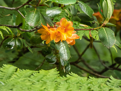 华盛顿花园中的金橙色铜色杜鹃花