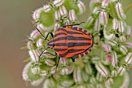 漏洞 花园 特写镜头 甲虫 缺陷 自然 蝴蝶 颜色 昆虫
