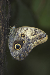 动物 肖像 特写镜头 昆虫 眼睛 蝴蝶 爬行动物 飞蛾 美丽的